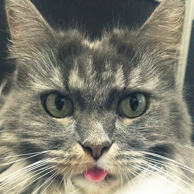 msrmさんの実例写真
