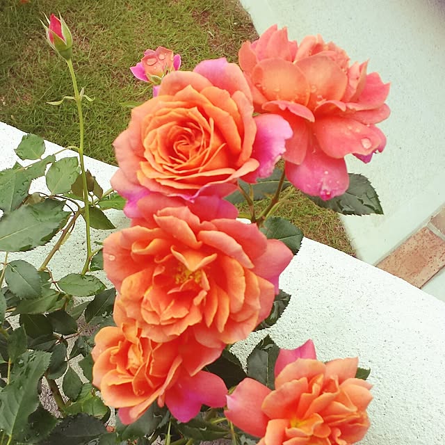 masax_xさんの実例写真