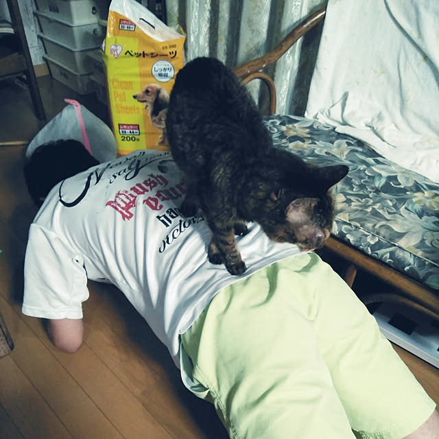 posauruさんの実例写真