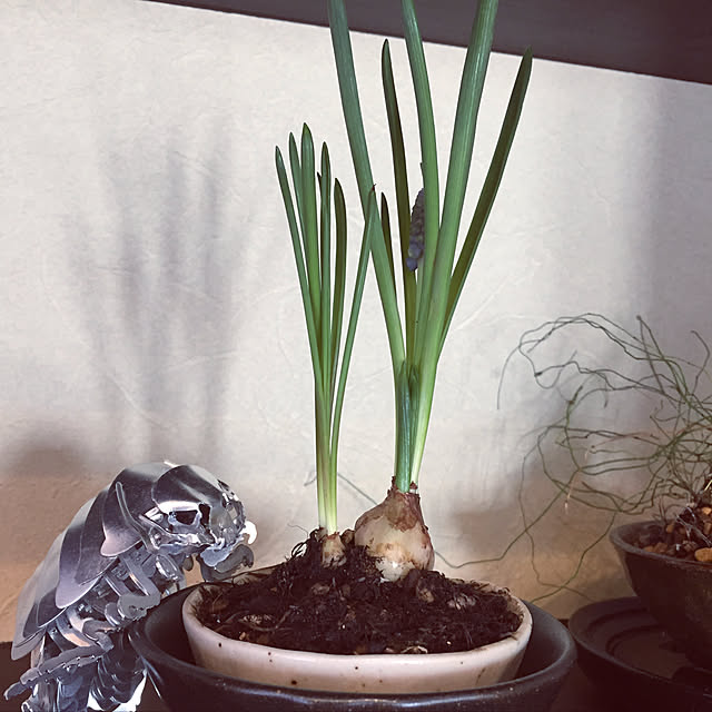 koroさんの実例写真