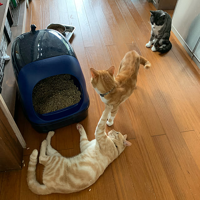 COLeCoさんの実例写真