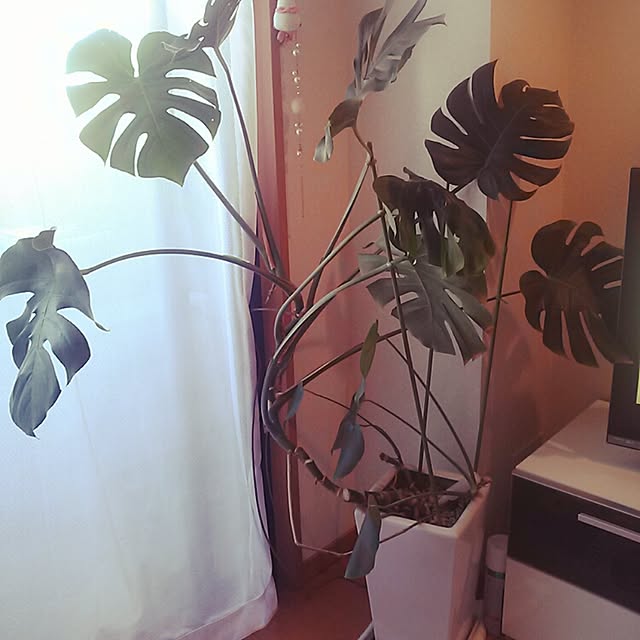 kazzさんの実例写真