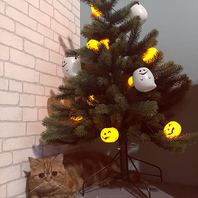 akkoさんの実例写真