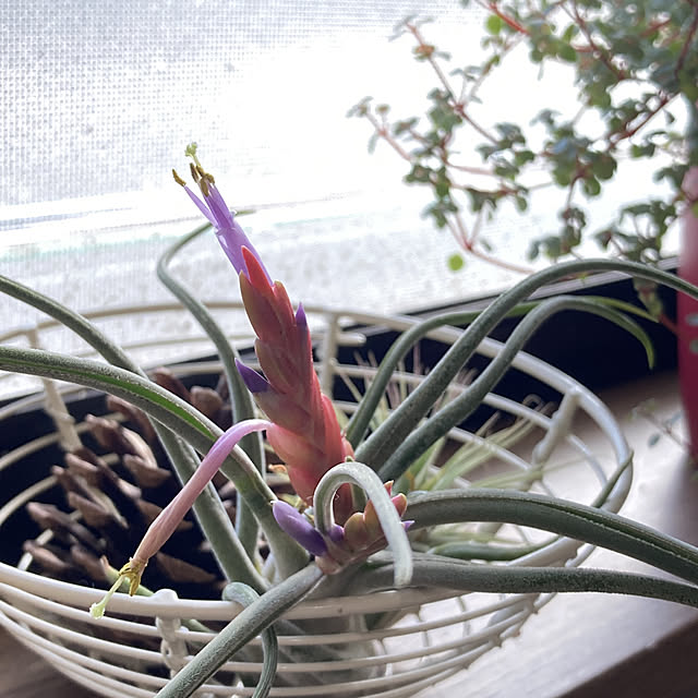 yumi28さんの実例写真