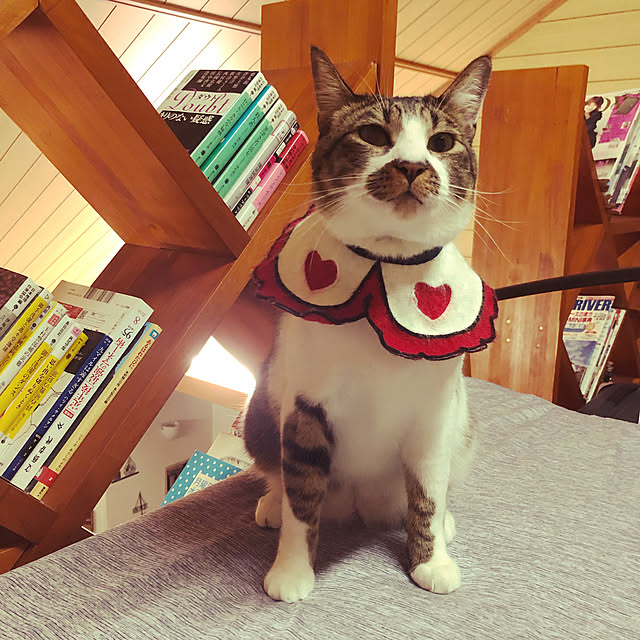 jijiさんの実例写真