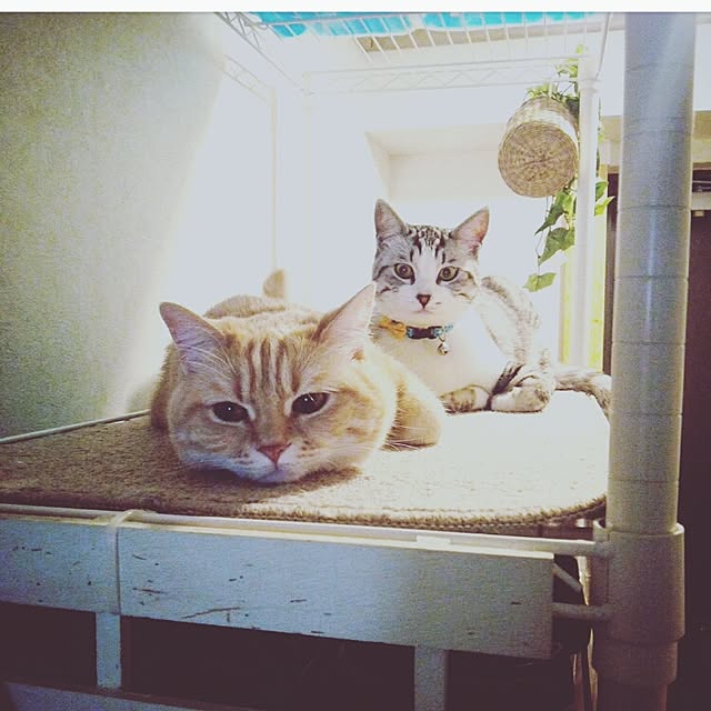 mntcさんの実例写真