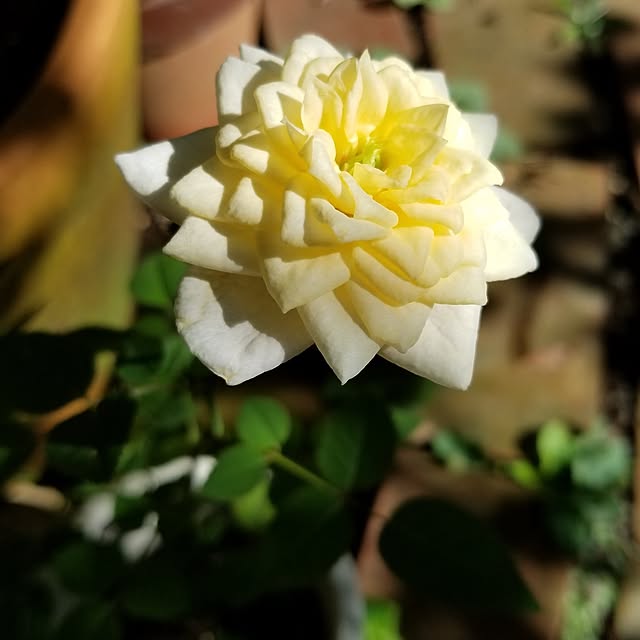 midoriさんの実例写真