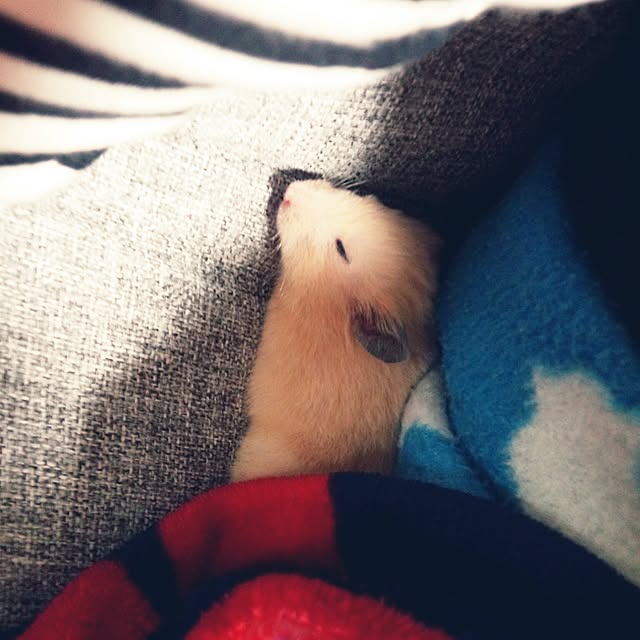 ty1188さんの実例写真