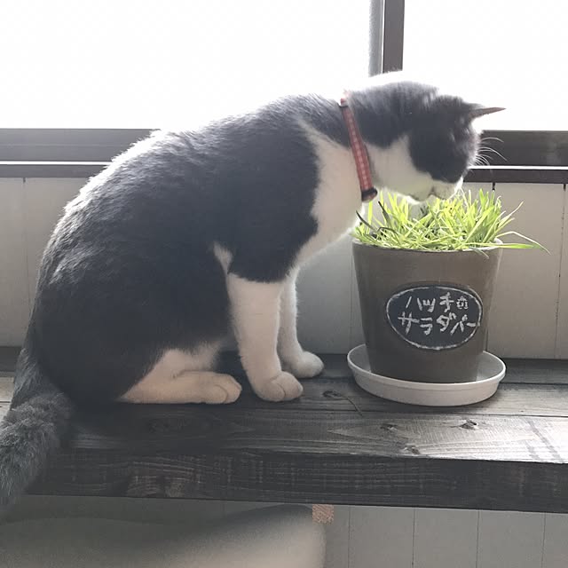 かとうゆみ オブジェ 植木鉢 犬 新品 (ポリストーン製塗装済 かとうゆみ オブジェ 植木鉢 犬 新品 (ポリストーン製塗装済