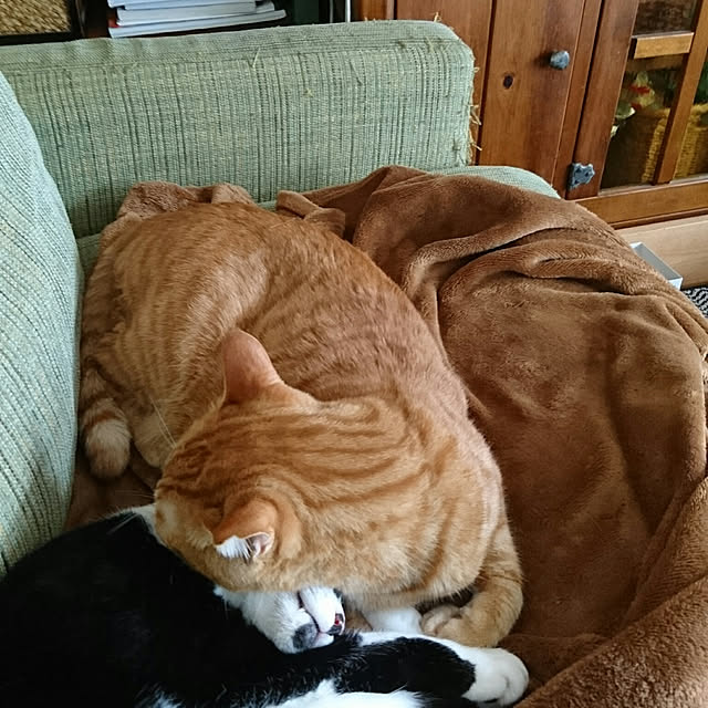 okyosan101さんの実例写真
