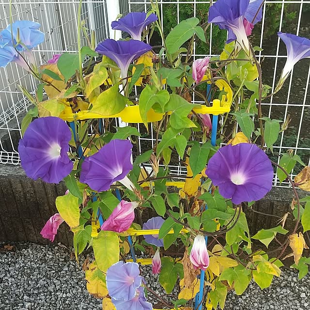 Happyhikariさんの実例写真