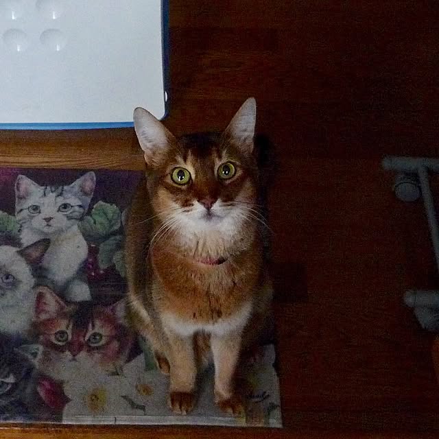 tanutanさんの実例写真