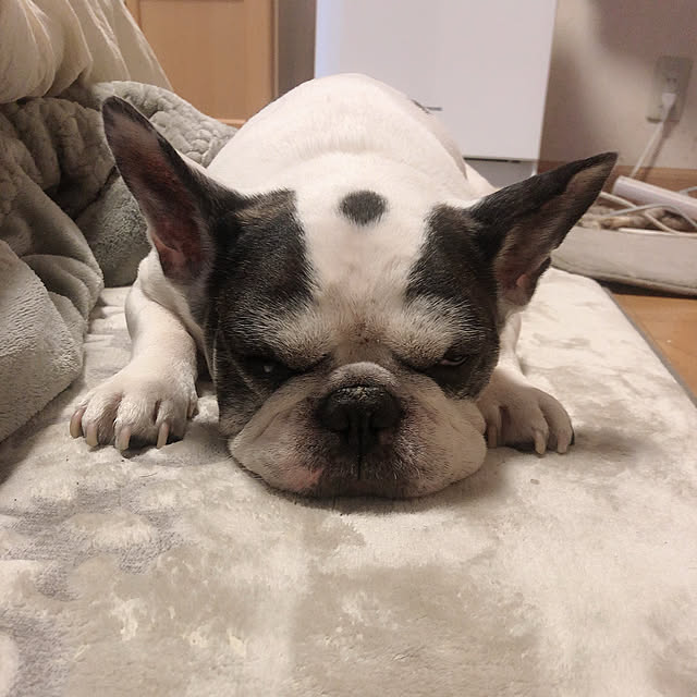 chi_gogaさんの実例写真