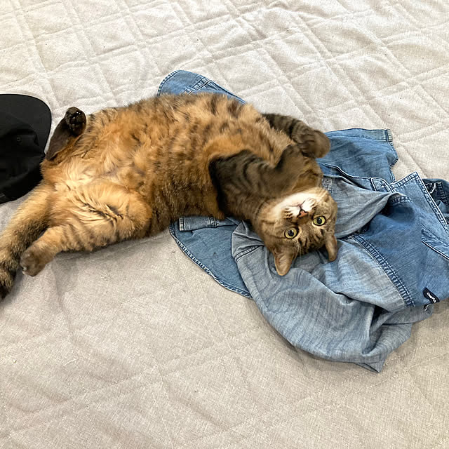 kirinsanさんの実例写真