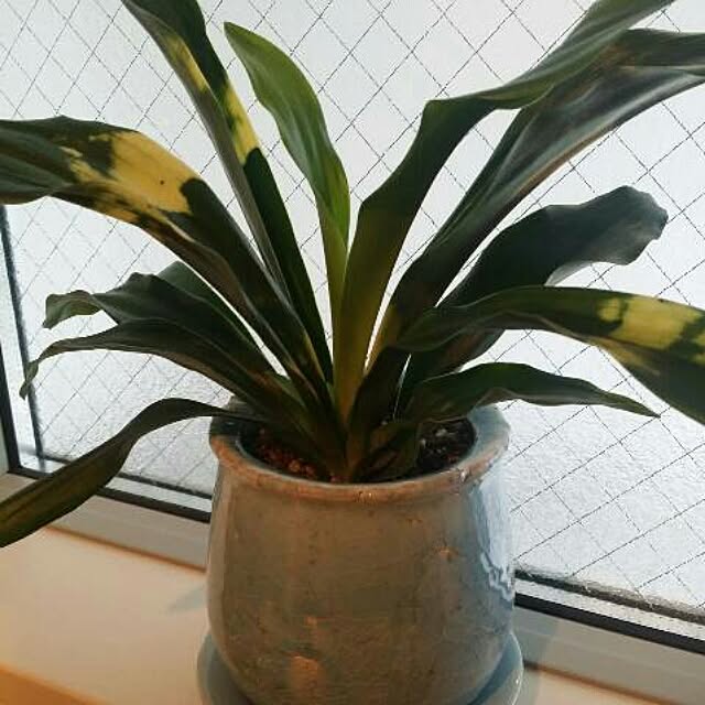 Manaruさんの実例写真