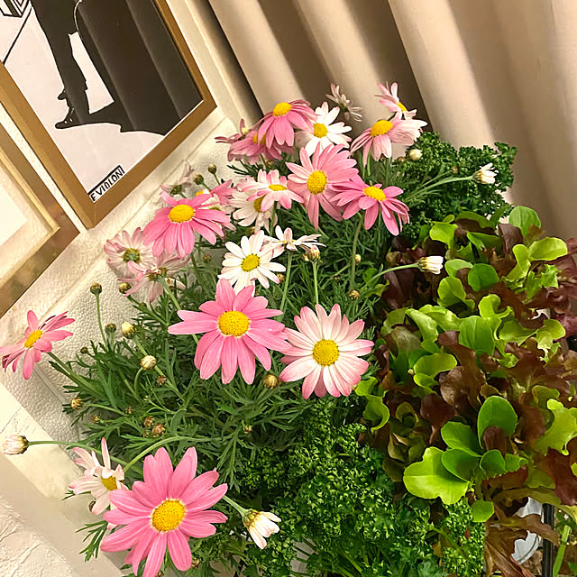 Janeさんの実例写真