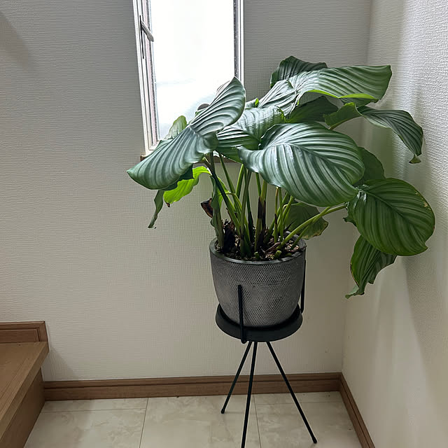 mocoさんの実例写真