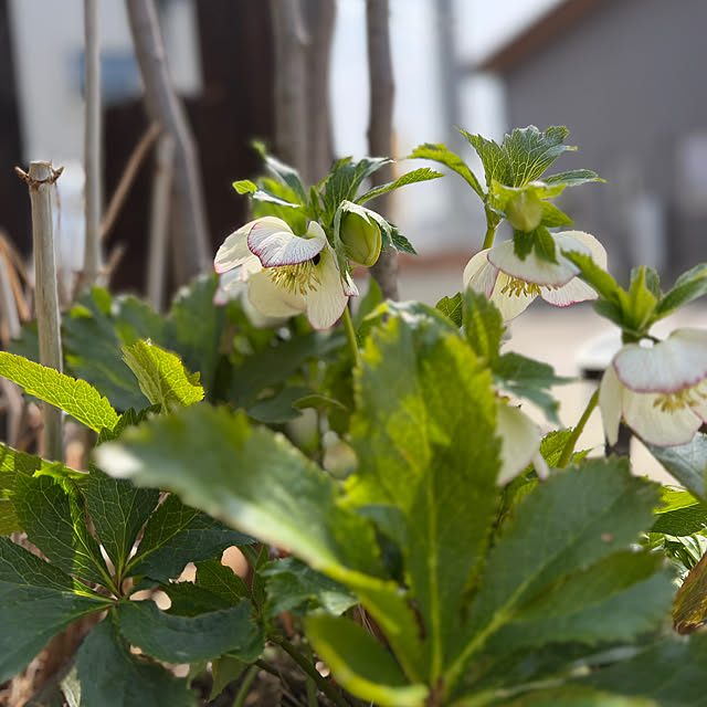 kurinokiさんの実例写真