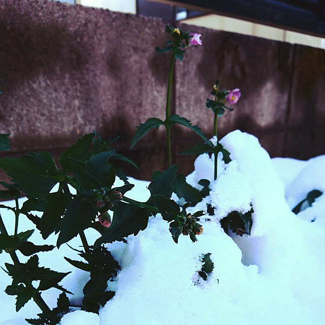 aym_rmさんの実例写真
