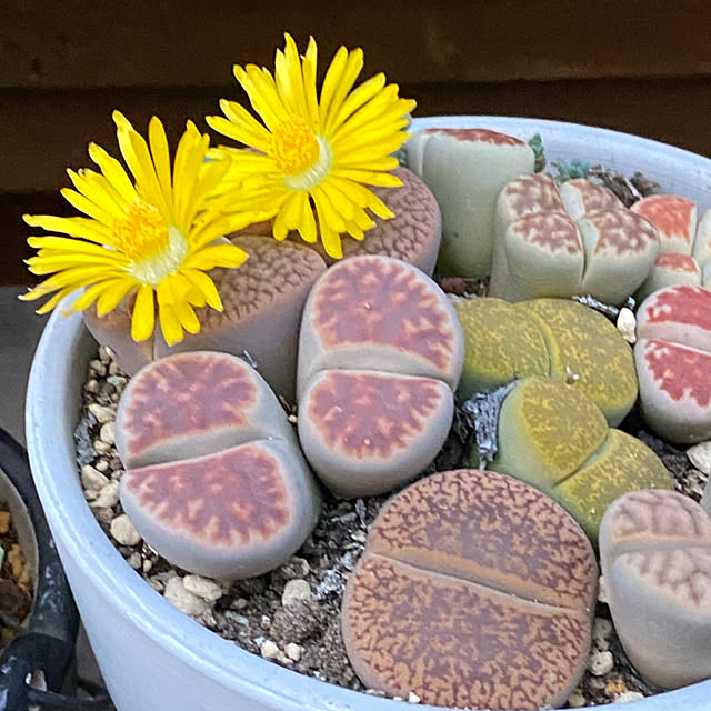 mintteaさんの部屋