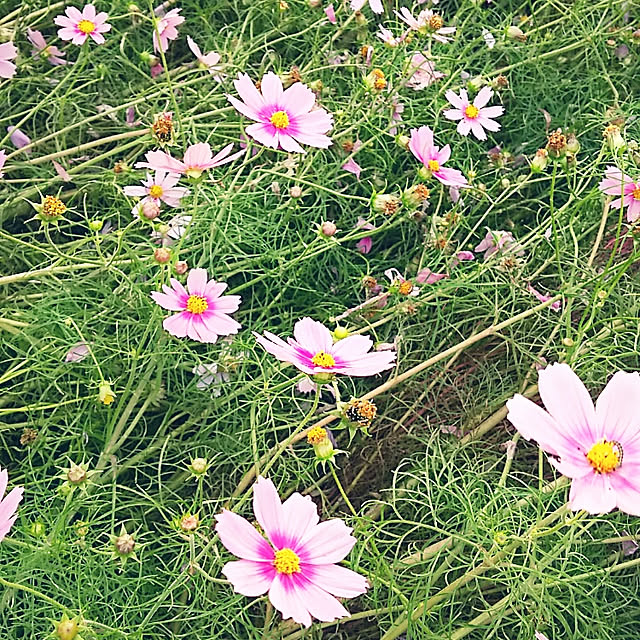 sunflowerさんの実例写真