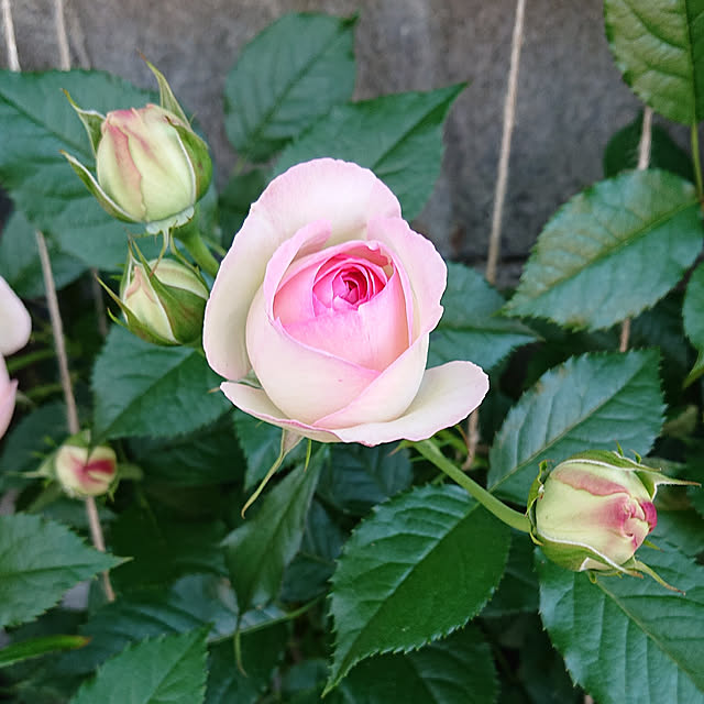taeko0779さんの実例写真