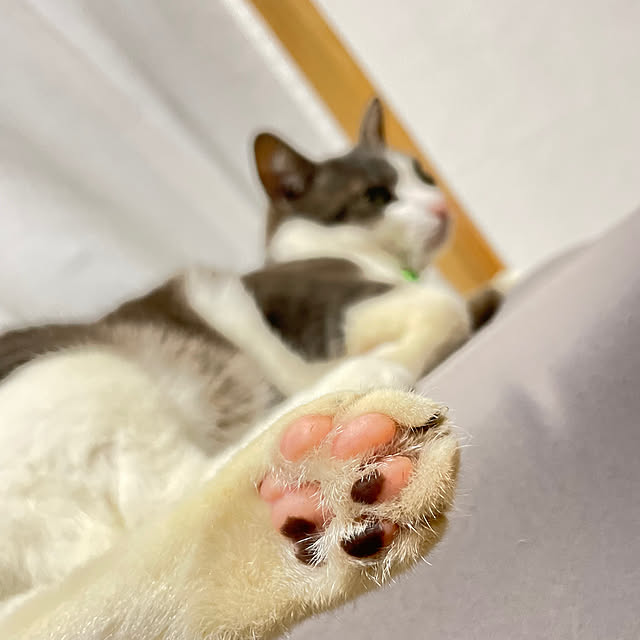 ベッド周り/ねこが好き/ねこと暮らす。/ねこのいる日常/今日の猫様(=ﾟωﾟ=)...などのインテリア実例 - 2025-06-03 21:13:51