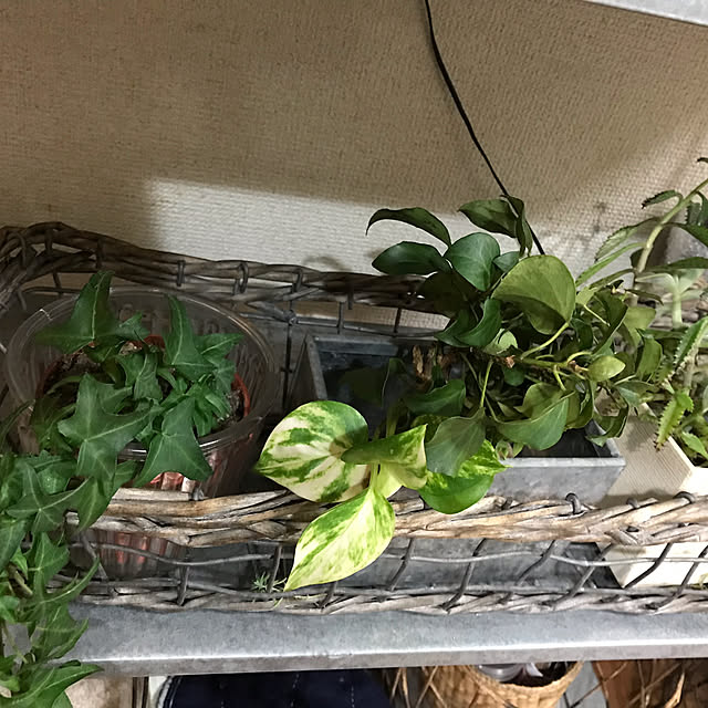 cagosukiさんの実例写真