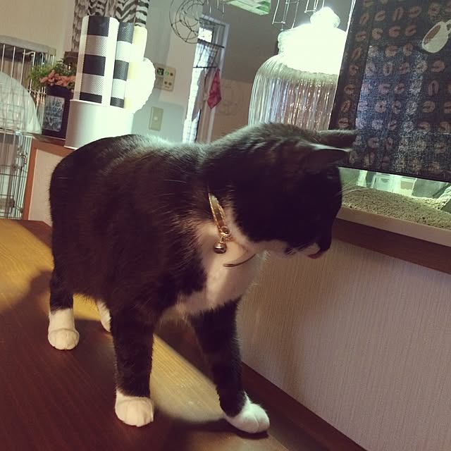 afroさんの実例写真