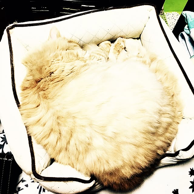 oxoxさんの実例写真