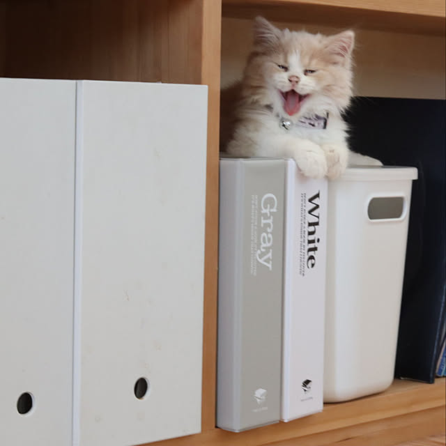 marronさんの実例写真