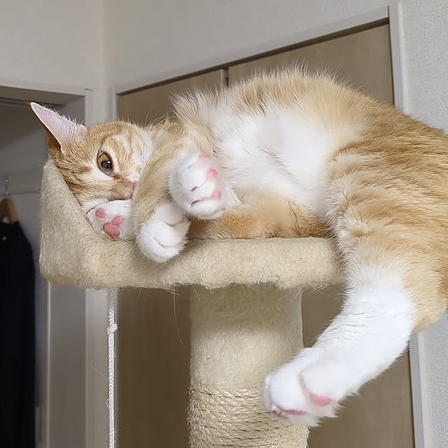 minnieさんの実例写真