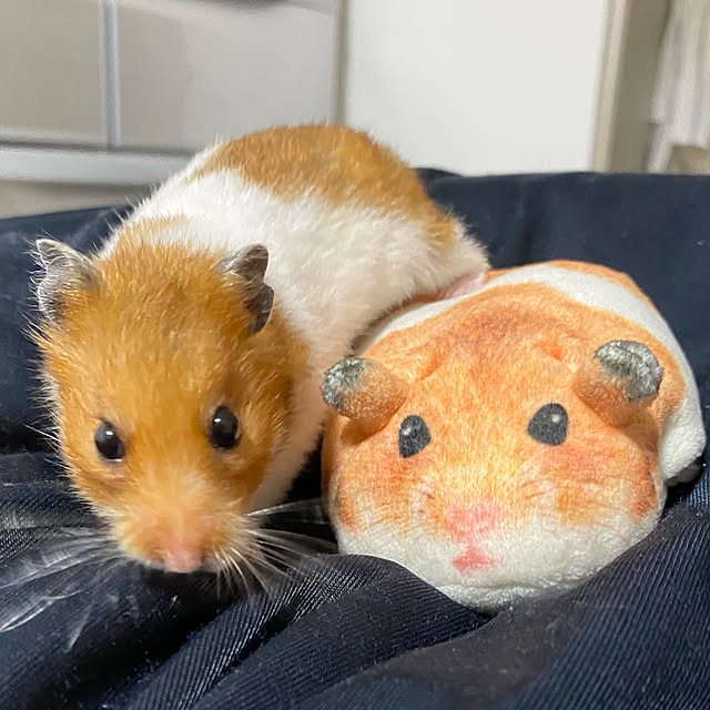 ohanaさんの実例写真
