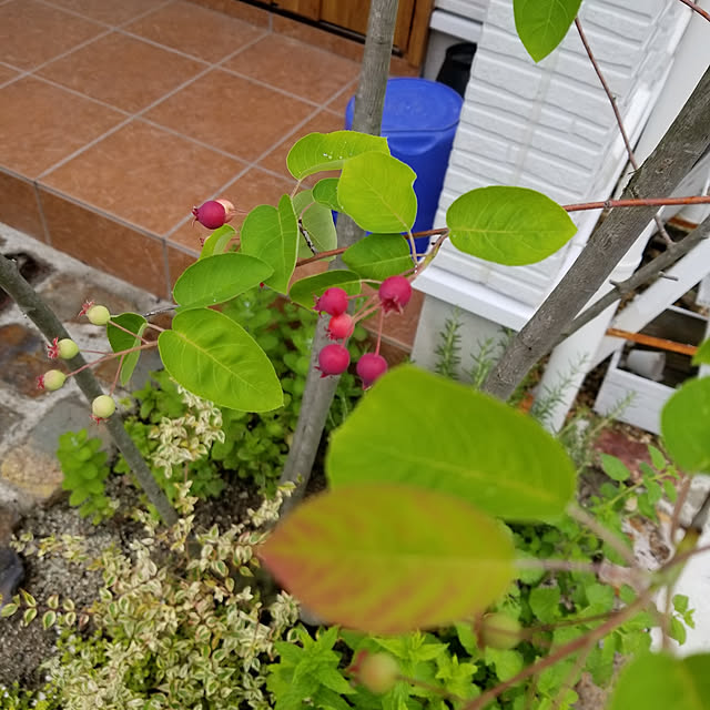 oshinkoさんの実例写真