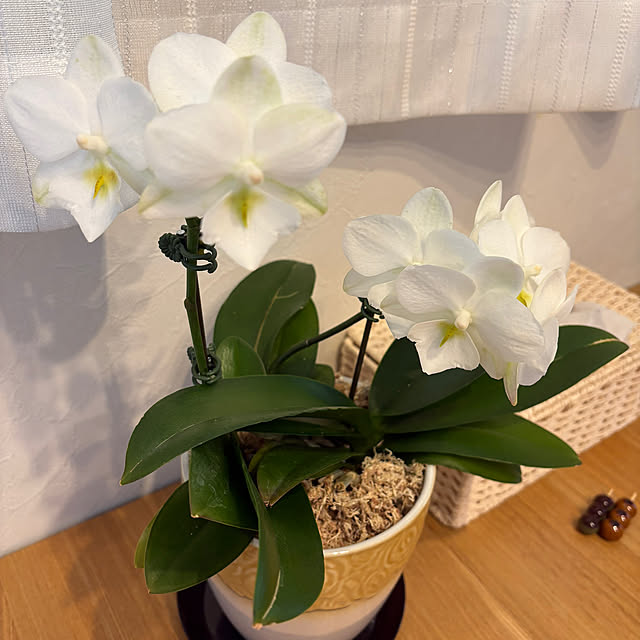 yuukiさんの実例写真