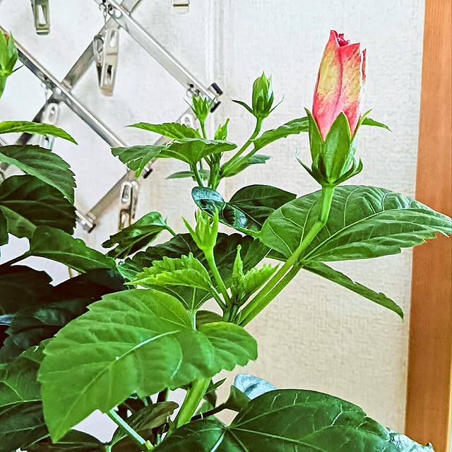 hanachanさんの実例写真