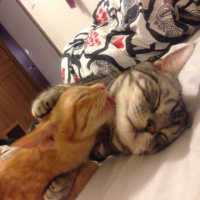 Ryokoさんの実例写真