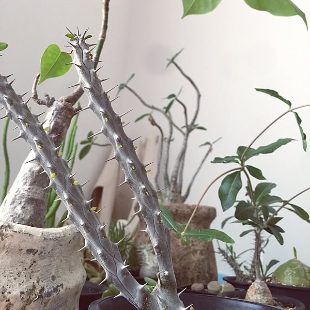 marley0209さんの実例写真