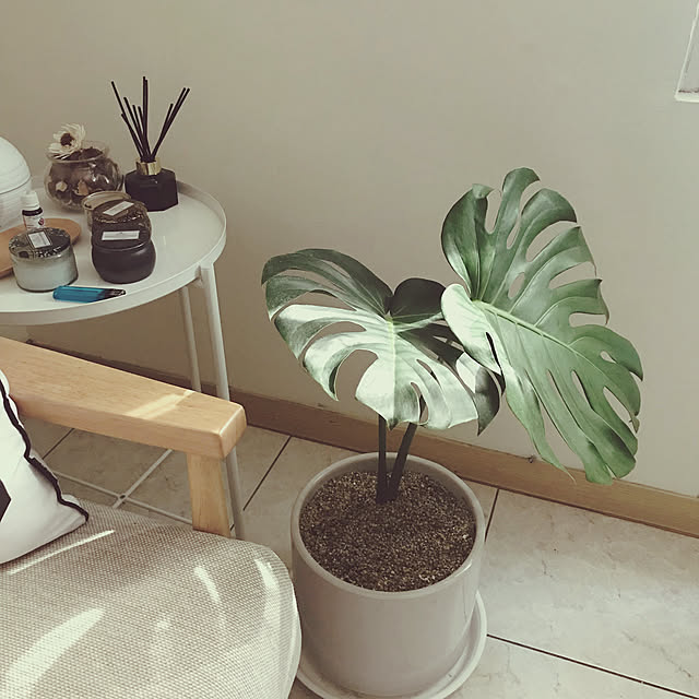 部屋全体/観葉植物のインテリア実例 - 2018-05-24 10:18:23