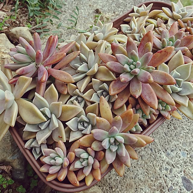 sakuさんの実例写真