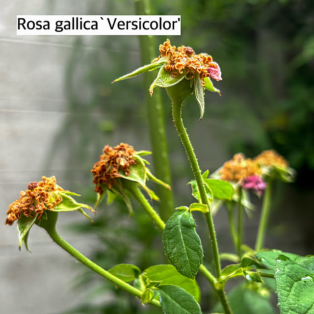 fawnさんの部屋