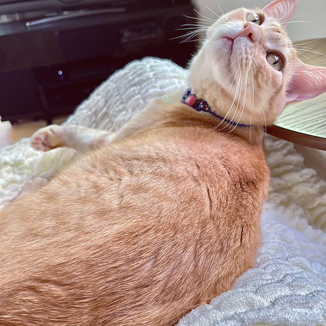 chiiさんの実例写真
