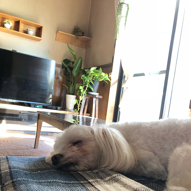 pino1227さんの実例写真
