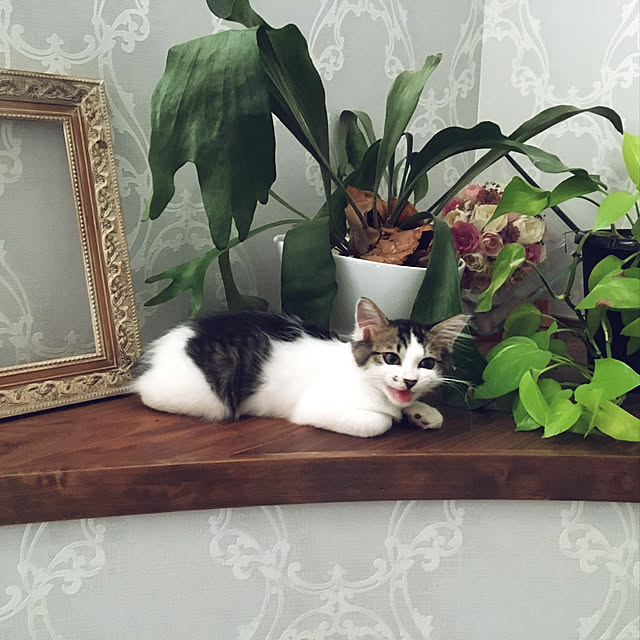 Mutsumiさんの実例写真