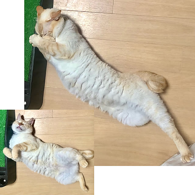 今日のねこ/背筋ピーン/へそ天/くつろぎ空間/猫のいる暮らし...などのインテリア実例 - 2022-08-17 22:56:47