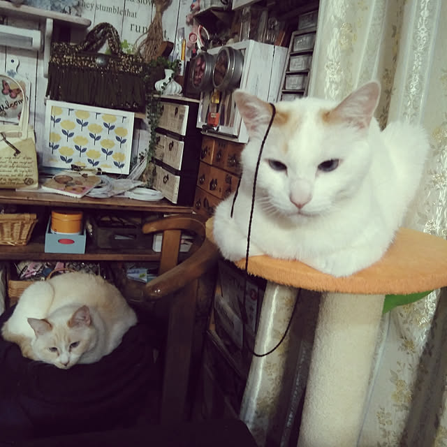 posauruさんの実例写真