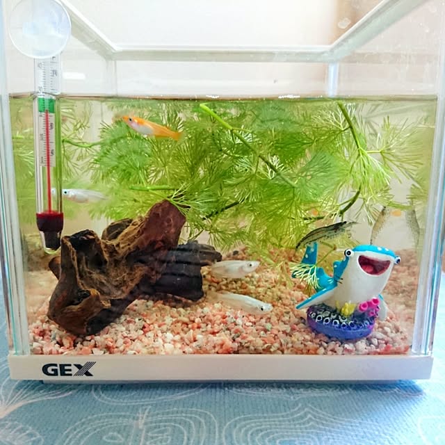 napiさんの実例写真