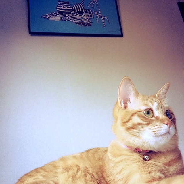 LoveCatさんの実例写真