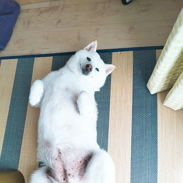 yukinkoさんの実例写真