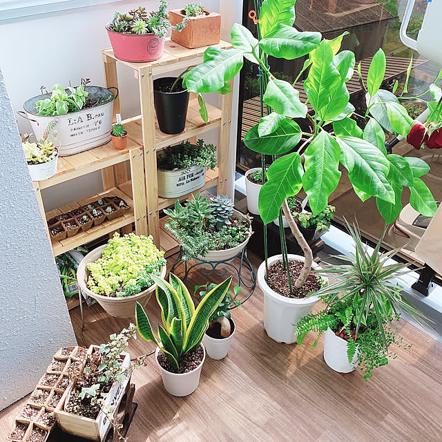 観葉植物/多肉植物/ガーデニング/玄関/入り口のインテリア実例 - 2021-10-17 10:37:07